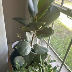 Ficus Plant