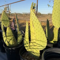 Cow’s Tongue Prickly Pear 