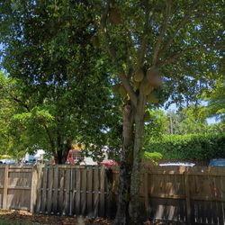 Jack Fruit For Sale 