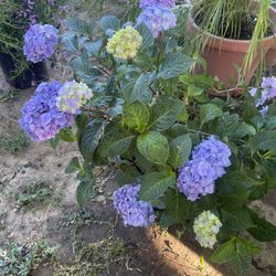 Plant For Garden