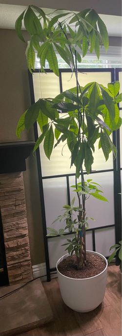 Money Tree - (Over 7 ft h)