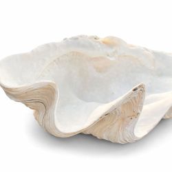 Giant Clam Shell