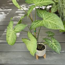 White Butterfly Arrowhead Plant 