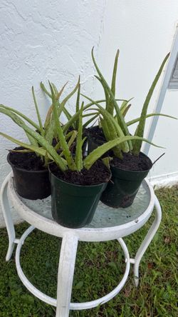 Aloe Vera Plants – 14” Tall – $6 Each