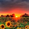 Sunflower 🌻