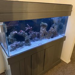 Salt Water Fish Tank 