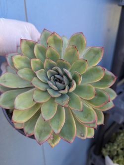 Echeveria Pulidonis