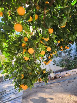 100% Organic Oranges From Orange Trees