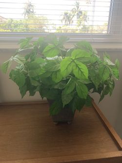 Silk Plant 