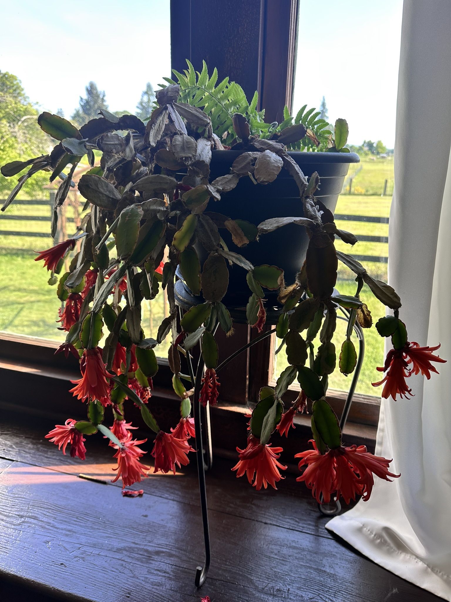 Christmas Cactus Plants