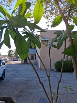 Multi Branched Plumeria tree