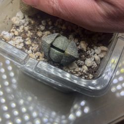 Pleiospilos - Split Rock succulent plant