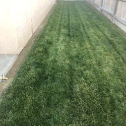 SPRINKLER SOD