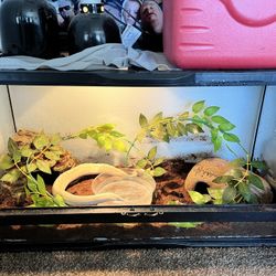 Ball Python Cage