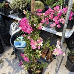bugambilia de estaca