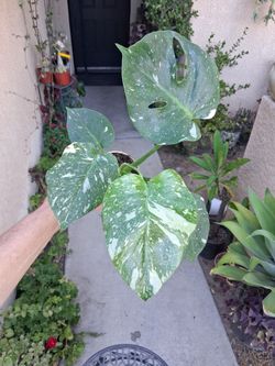 Small Monstera Thai Constellation Plant $40