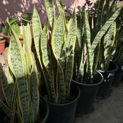 Snake plants on Pot