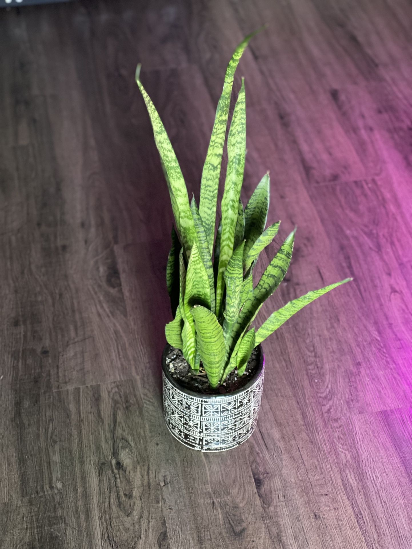 Snake Plant In 6in Tall Ceramic Pot