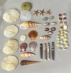 Vintage Shells Purchased in Morro Bay Ca 45 Years Ago