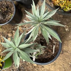 Echium 5g Purple Flowering Pollinator Plant $5