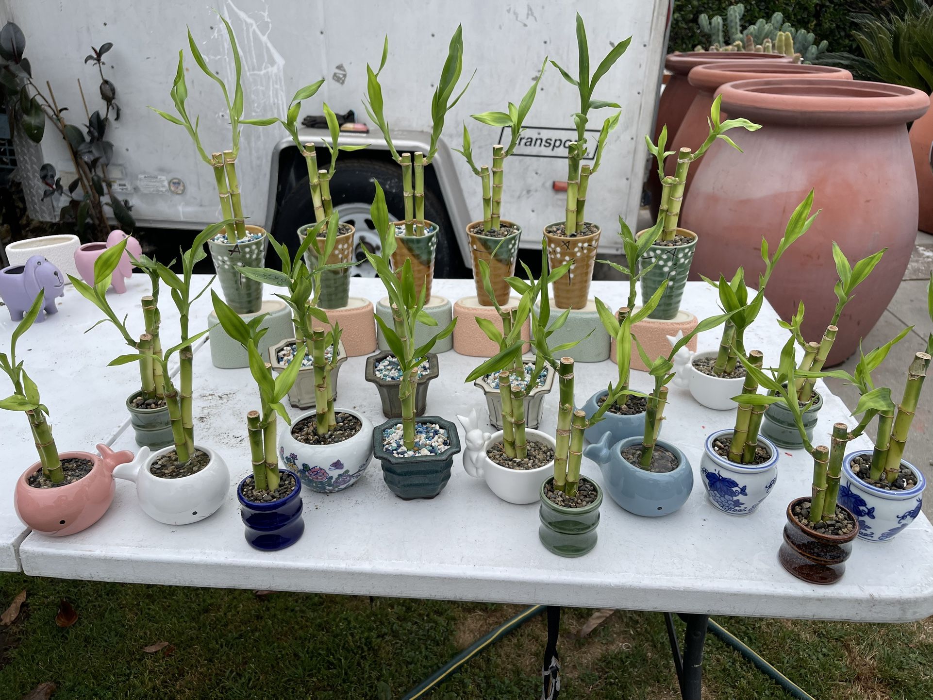Lucky Bamboo Plants $5 each