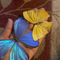 Real Butterfly’s Blue And Yellow