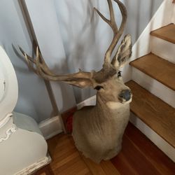 Taxidermy Mule Deer!! $180!