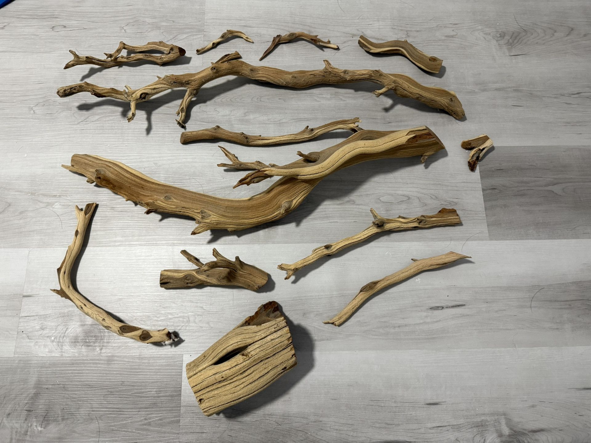 Aquarium Wood Ghost Spider New Medium Small