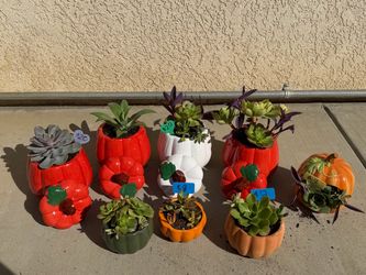 Beautifully potted Succulents