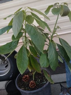 Small Avacado Treeling