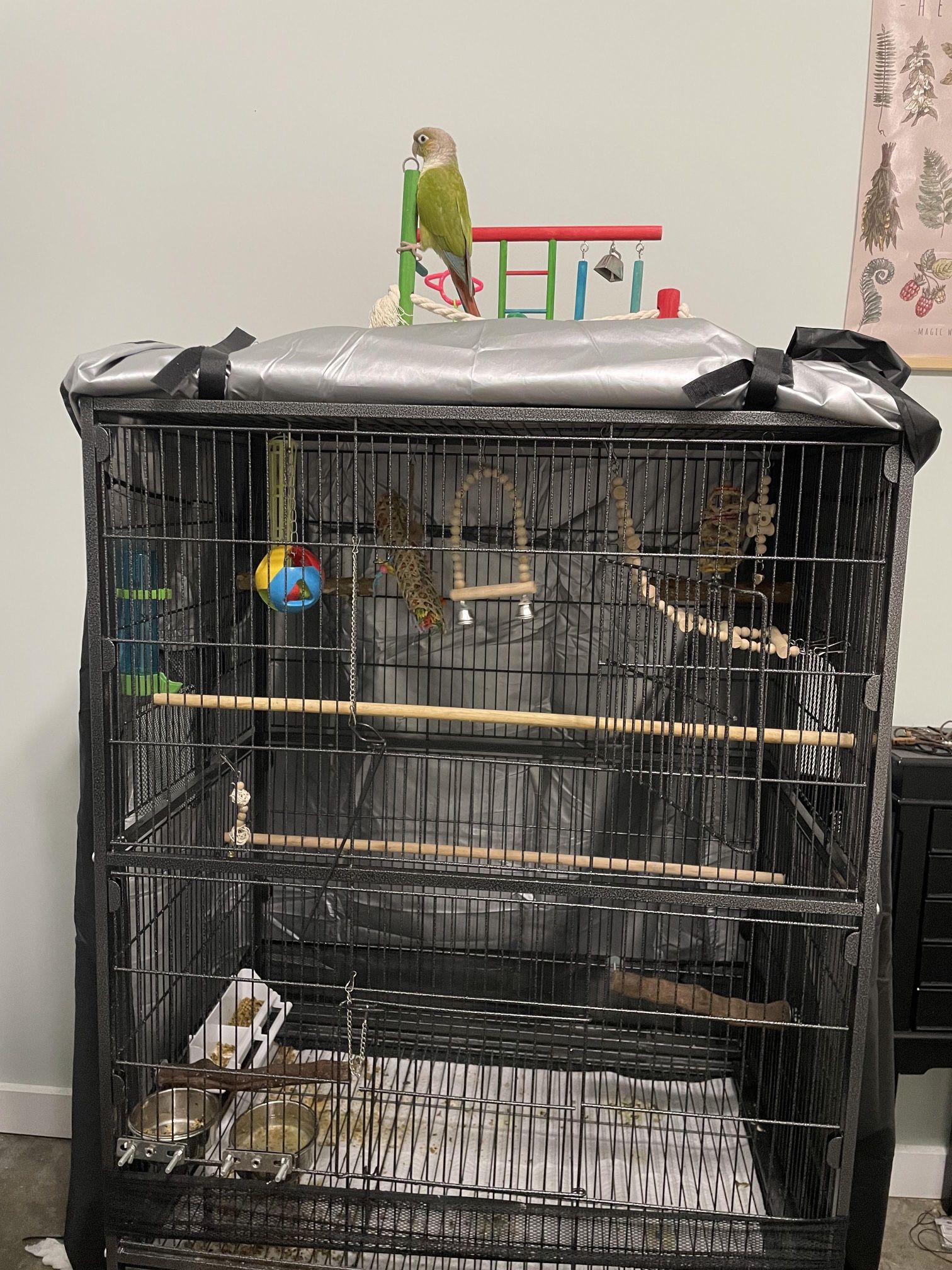 Bird Cage