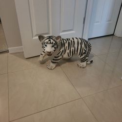 Baby Tiger 