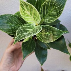 Philodendron Burlington 6”