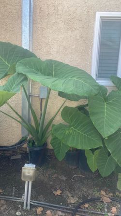 Elephant ear plant