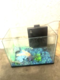5 gallon aquarium glass
