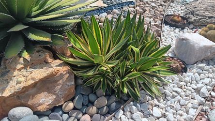 Agave "Pups"