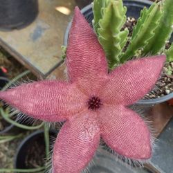 Stapelia Grandiflora Starfish 