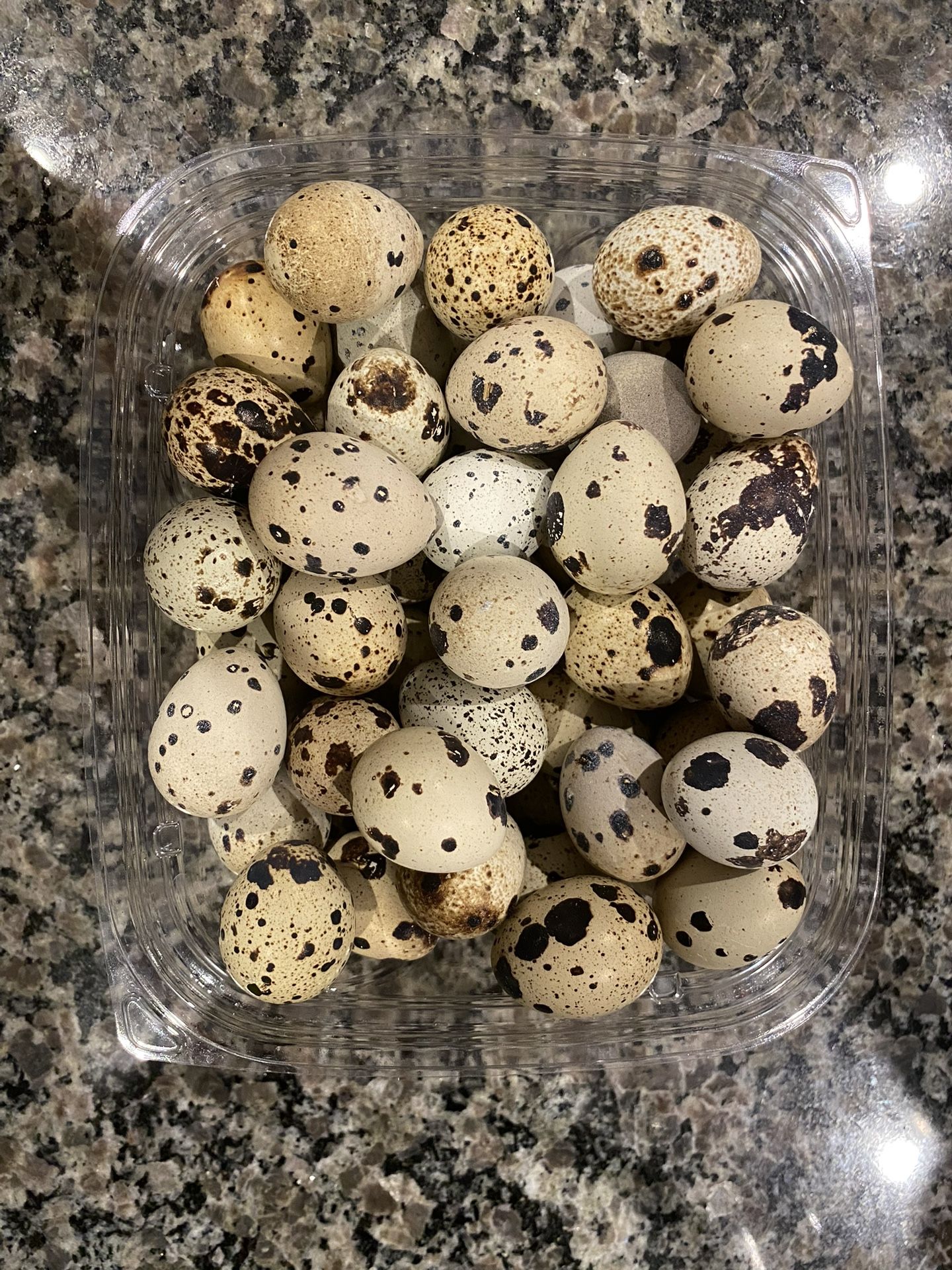 Daily Fresh Quail Eggs