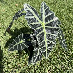 ALOCASIA POLLY ( Indoor / Outdoor Full Shade) 6” Pot 