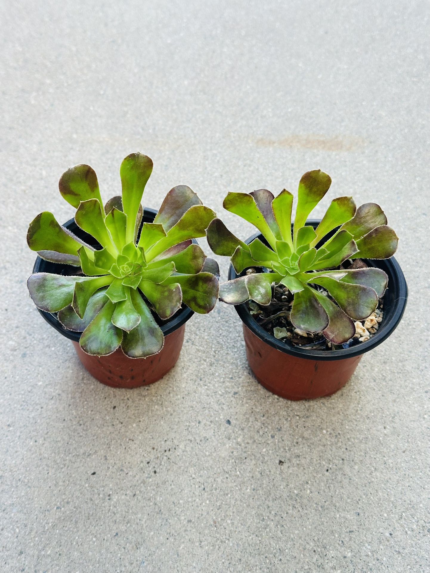 Succulents plants 🪴（2 for $5）