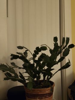 Thanksgiving Cactus.