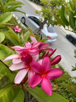 Plumerias