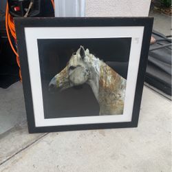 Horse Photo