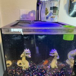 20 Gallon all In One Glass Fish Tank From waterbox 