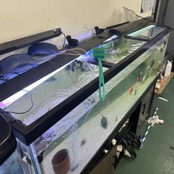 Fish Tank Large 