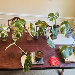 Monstera Albo Established And Cuttings ( Diff. Prices)