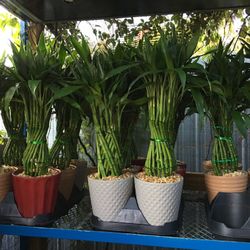 Lucky Bamboo In Ceramic Pot. SPECIAL PRICE !🤩