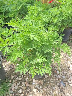Citronella(Mosquito plant)