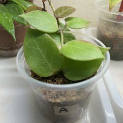 Hoya Sunrise -plants