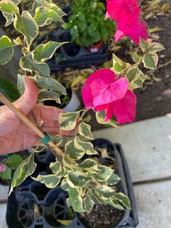 See description***full of blooms Raspberry ice bougainvillea; 95820